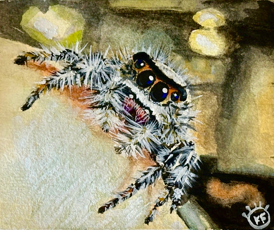 Lady Vincent - Jumping Spider